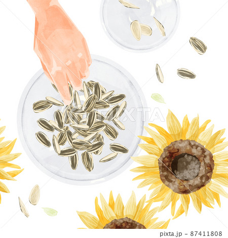 ヒマワリの種のイラスト素材