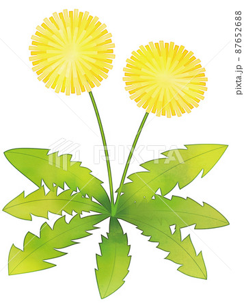 たんぽぽのイラスト素材集 ピクスタ