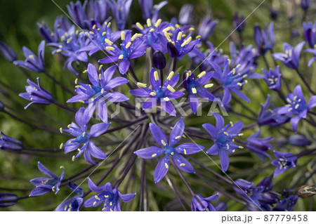 シラー属の写真素材