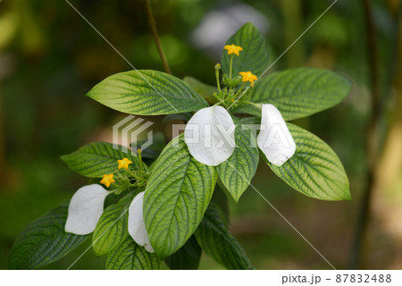 中国原産 花の写真素材