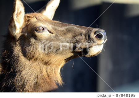 鹿 横顔 緑 耳の写真素材