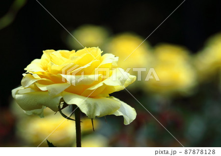 トゲのある花の写真素材