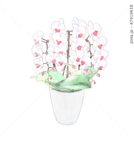 蘭 花 水彩画 水彩のイラスト素材 - PIXTA