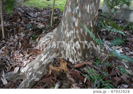 鹿の子模様 カゴノキ 樹 模様の写真素材