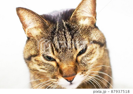 アップ 猫 睨む 目つきの写真素材 - PIXTA