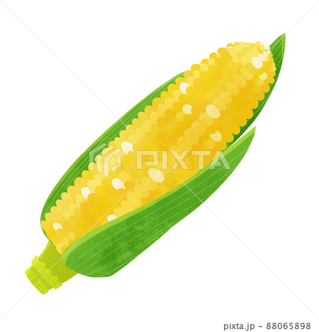 とうもろこしのイラスト素材集 ピクスタ