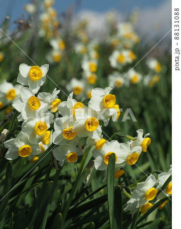 匂い水仙の写真素材