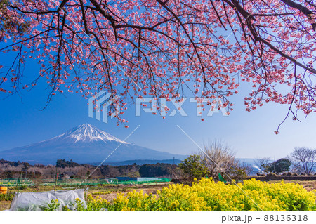 菜の花 富士山 菜の花畑 桜の写真素材 - PIXTA