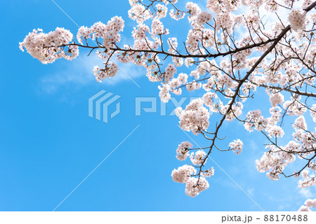 春、満開の桜と青空のイメージ