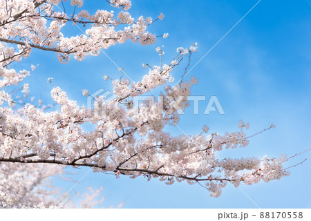 春、満開の桜と青空のイメージ
