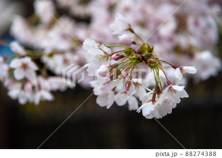 春のイメージ：可憐なサクラのつぼみと花びら