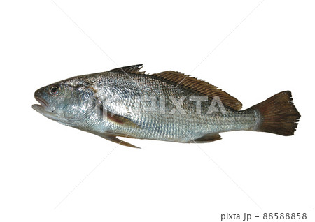 イシモチ シログチ グチ ニベ科の写真素材 イシモチ シログチ グチ ニベ科の写真素材