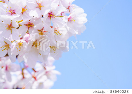 高画質 風景 写真 桜の写真素材