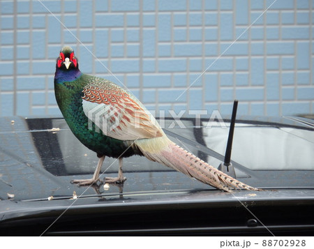 雄の雉の写真素材 - PIXTA