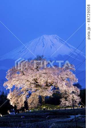 わに塚の桜の写真素材 - PIXTA