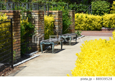 洋風庭園 オウゴンマサキ 植物 景色の写真素材