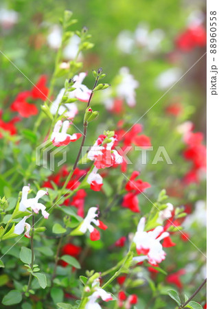 ホットリップス 植物 ハーブ 紅白の写真素材