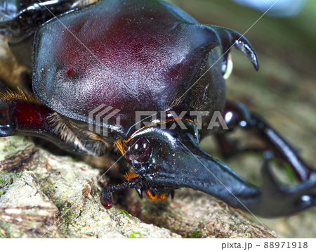 昆虫 カブトムシ 顔 アップの写真素材