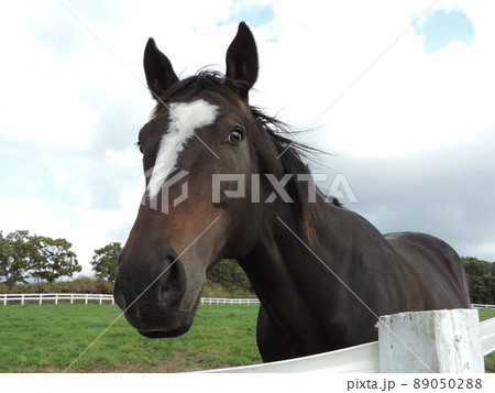 馬のいる景色の写真素材 - PIXTA