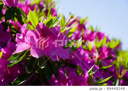 植物双子葉類合弁花類の写真素材