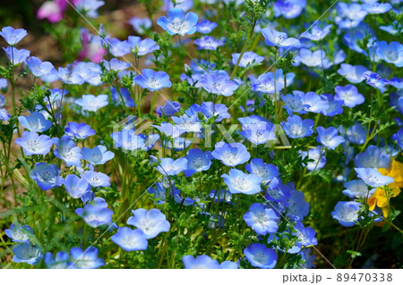 花 植物 青 ベビーブルーアイズの写真素材