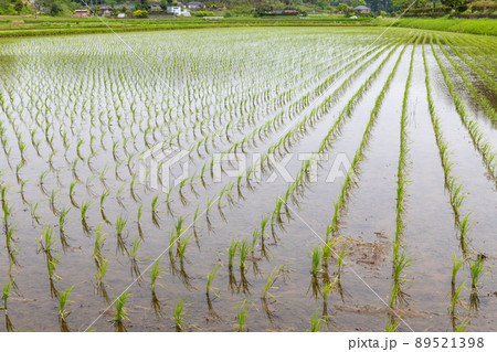 田植えを終えた水田のイメージ