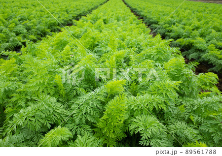 収穫を控えた人参畑のイメージ