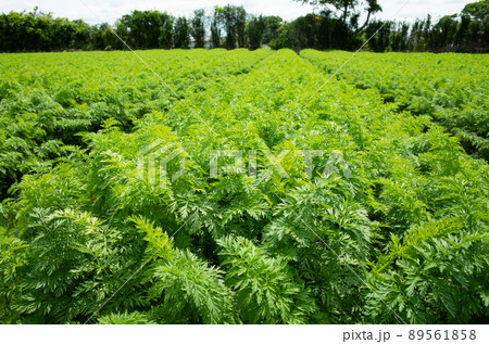 収穫を控えた人参畑のイメージ