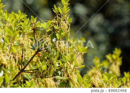 樫の若葉の写真素材