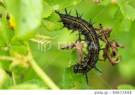 毛虫の写真素材