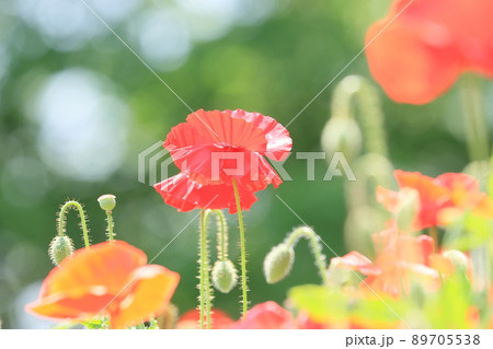 コクリコ 植物 花の写真素材