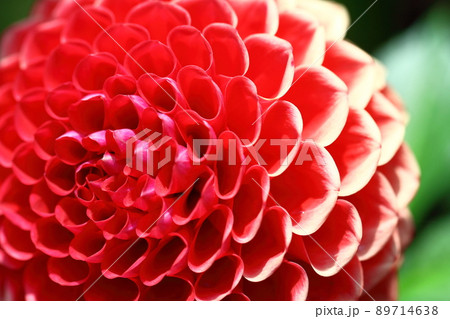 メキシコの国花の写真素材