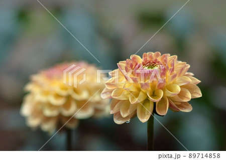 メキシコの国花の写真素材