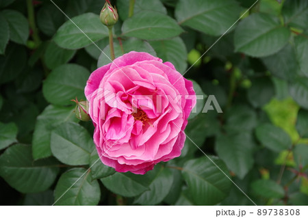 バラ アライブ ばら 薔薇の写真素材