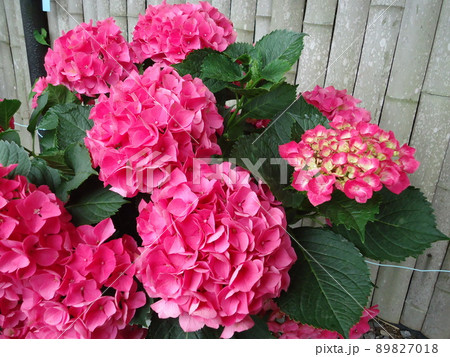 アジサイ あじさい 紫陽花 パリの写真素材