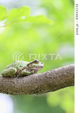 井の中の蛙大海を知らずの写真素材 - PIXTA