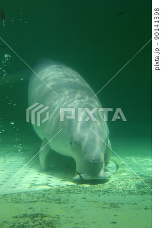 水族館 鳥羽水族館 ジュゴン 水中の写真素材 水族館 鳥羽水族館 ジュゴン 水中の写真素材