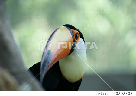 オニオオハシ 鳥類 黒色 鳥の写真素材 - PIXTA