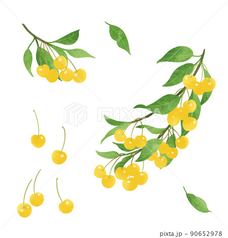 フルーツ サクランボ かわいい イラストのイラスト素材