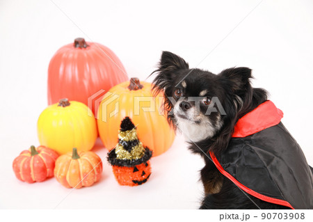 犬 コスプレ ハロウィン コスチュームの写真素材 犬 コスプレ ハロウィン コスチュームの写真素材