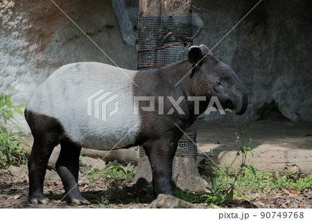 バク 動物 陸の哺乳類 哺乳類の写真素材