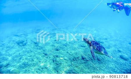 ウミガメ 海亀 女の子 子供の写真素材