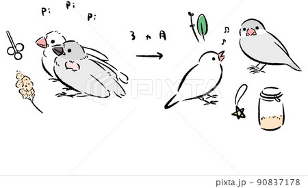 文鳥のイラスト素材集 ピクスタ