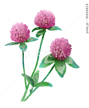 アカツメクサのイラスト素材 - PIXTA