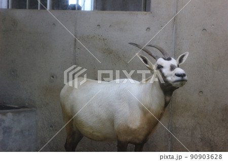 オリックス 砂漠 角 草食動物の写真素材 オリックス 砂漠 角 草食動物の写真素材