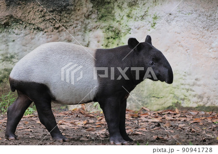 マレーバク バク 動物 草食動物の写真素材