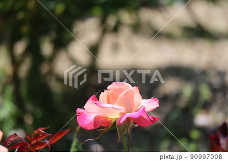 薔薇 アブラカダブラ バラの写真素材