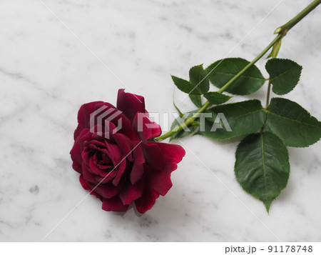 バラ 赤 花 赤黒の写真素材