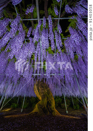 藤棚 藤 大木 植物の写真素材 - PIXTA