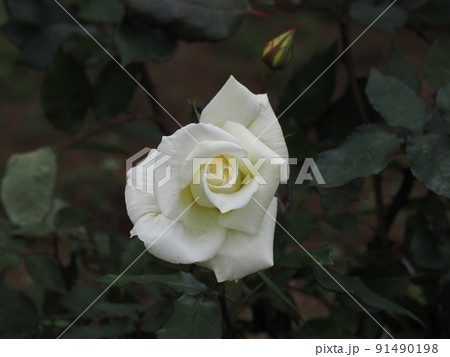 マダム サチ マダムサチ 白バラ 薔薇の写真素材